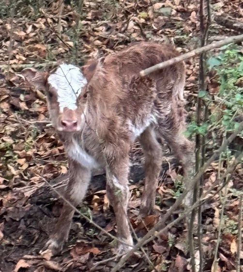 miniature jersey and lowline cross bull calves